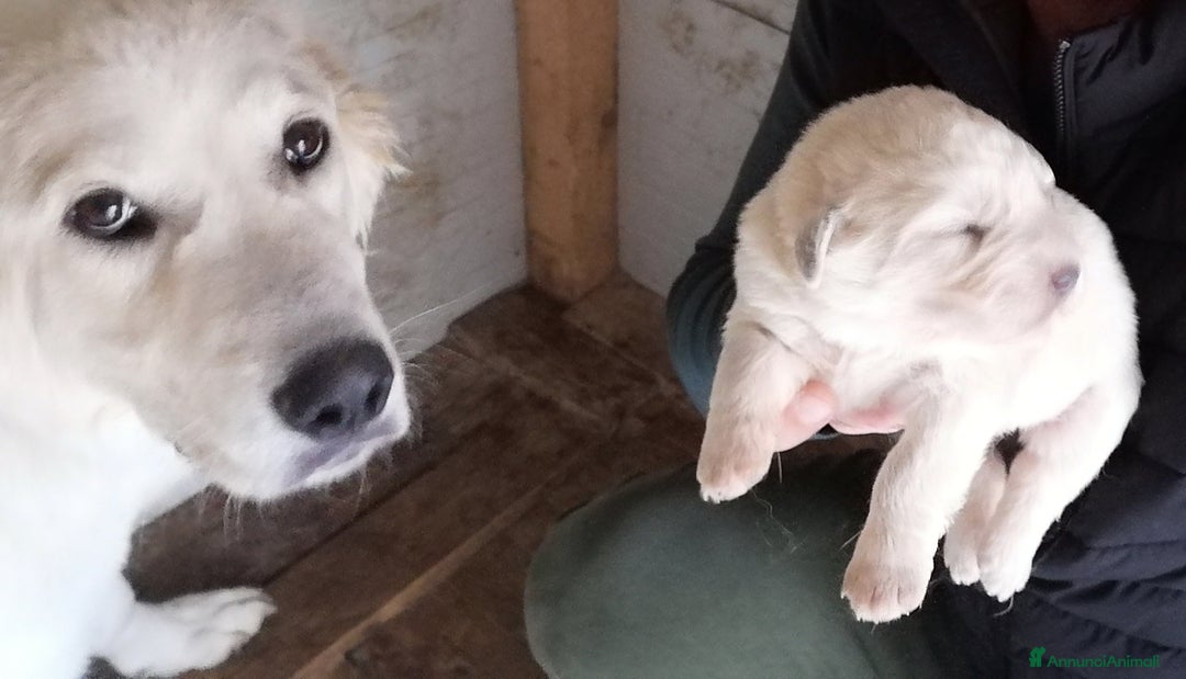 Pastore Maremmano cani in vendita: Pastore maremmano  - Immagine 2