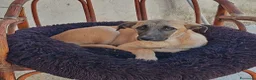 Meticcio cani in regalo: MOLLY  - Annuncio 2
