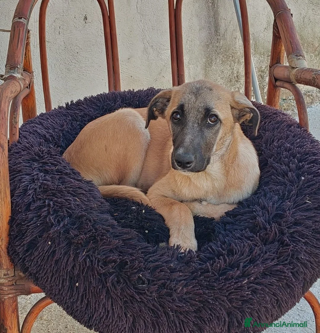 Meticcio cani in regalo: MOLLY  - Annuncio 2
