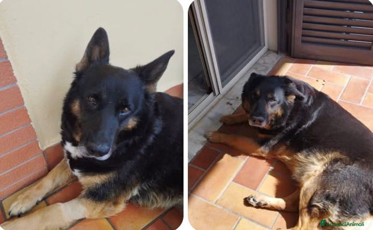 Pastore Belga cani - Annuncio 3