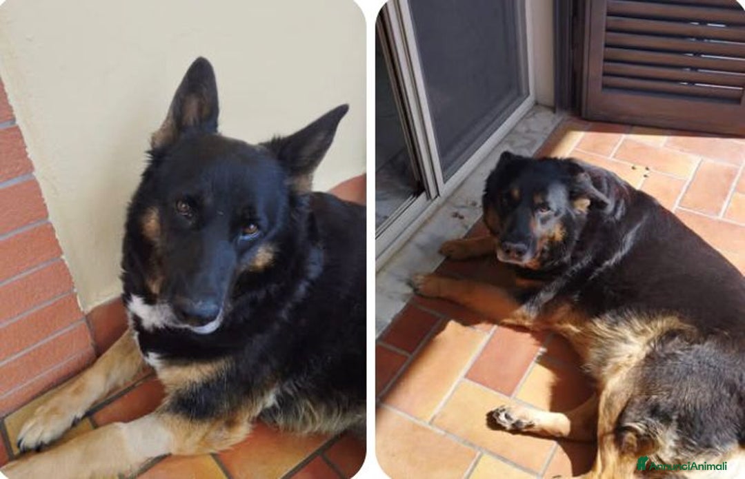 Pastore Belga cani in regalo: Mimi bellissimo pastore belga  - Immagine 1