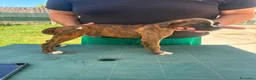 Boxer cani in vendita: Cuccioli di boxer - Annuncio 11