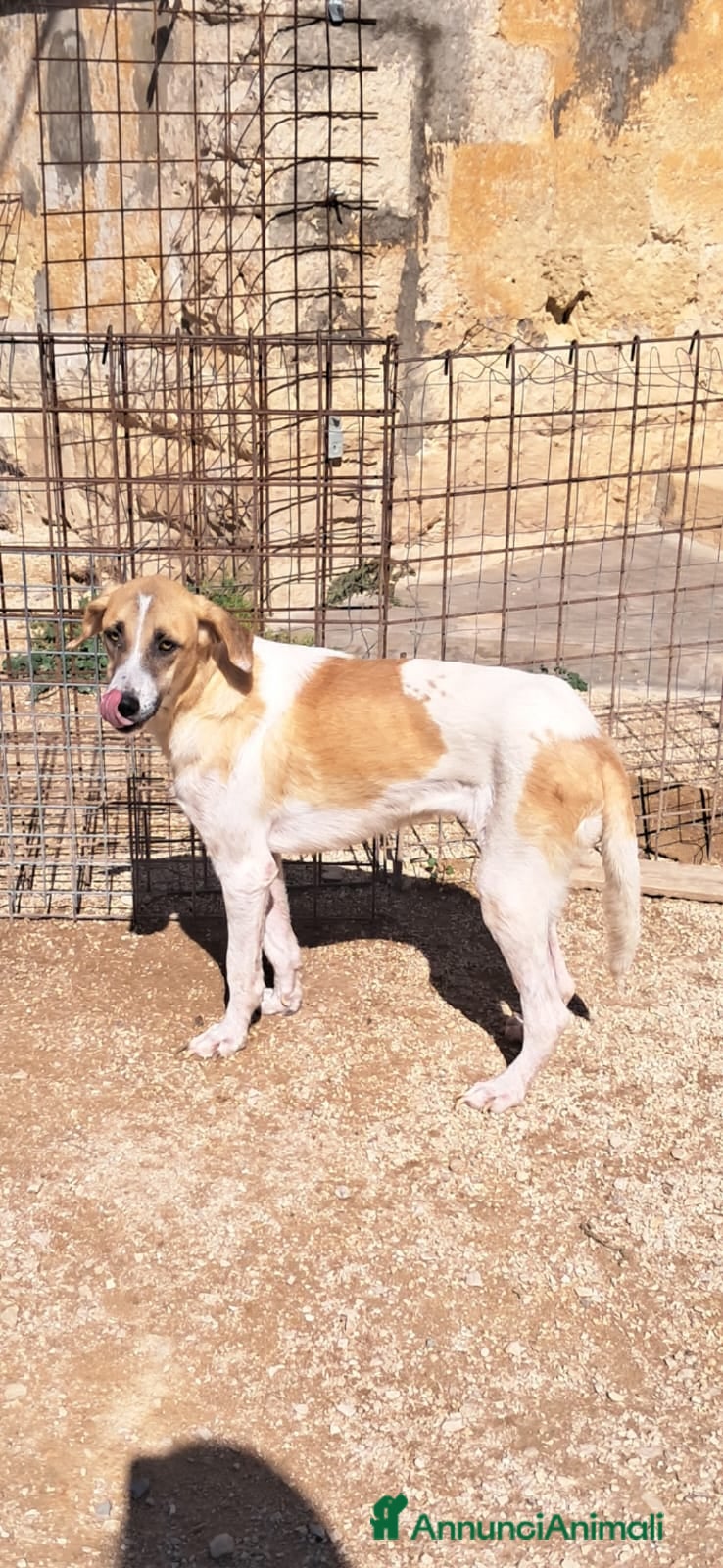 Meticcio cani ODETTE dolce bimba pelosa - Annuncio 13