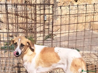 Meticcio cani ODETTE dolce bimba pelosa - Annuncio 39