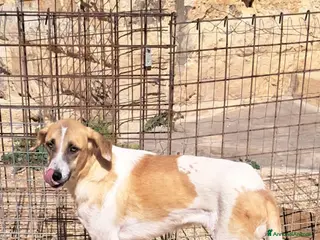 Meticcio cani ODETTE dolce bimba pelosa - Annuncio 27