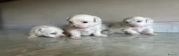 Maltese cani in vendita: Vendo maltesi - Annuncio 24