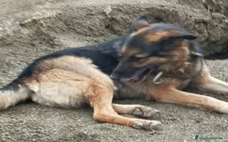Pastore Tedesco cani in regalo: Pastore Tedesco adulto TUTTI AVVELENATI TRANNE LUI a Città metropolitana di Milano - Immagine 1