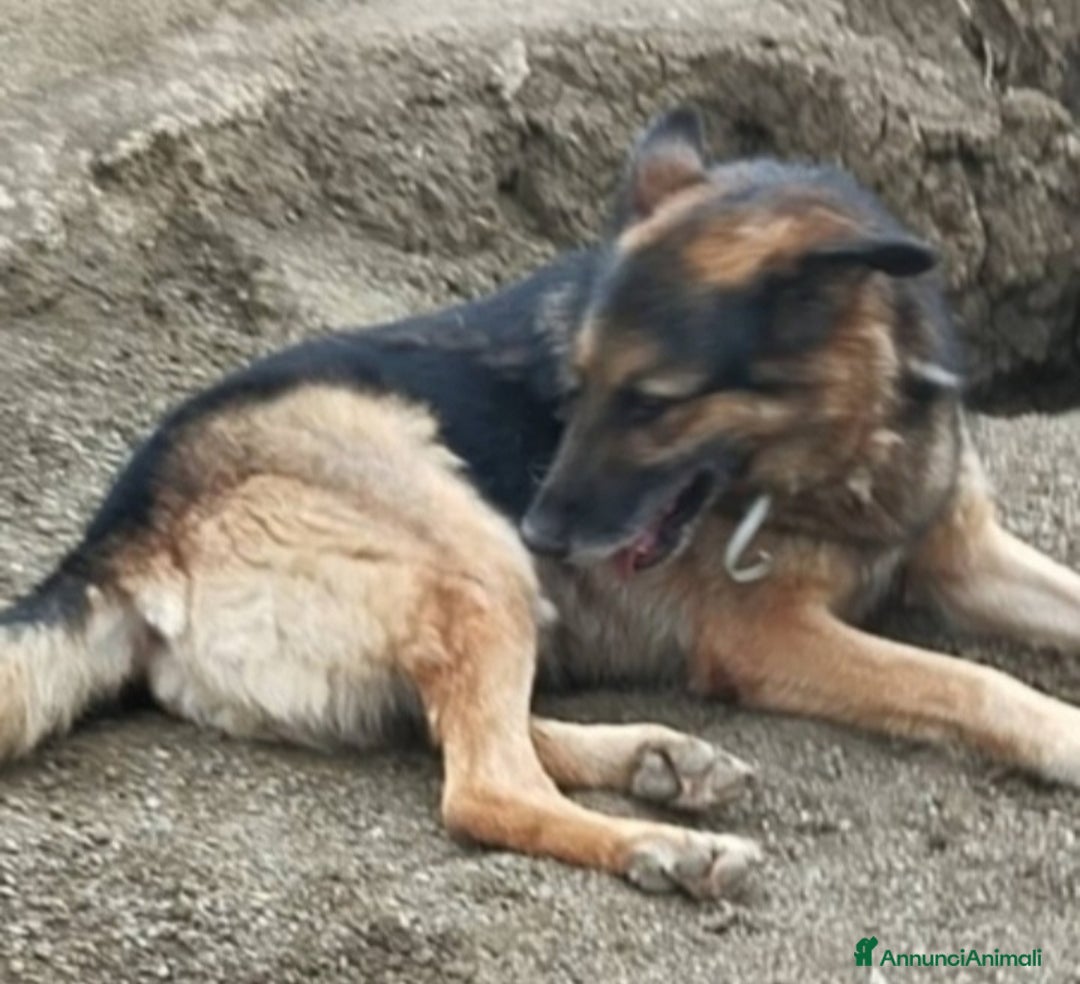 Pastore Tedesco cani in regalo: Pastore Tedesco adulto TUTTI AVVELENATI TRANNE LUI a Città metropolitana di Milano - Immagine 1