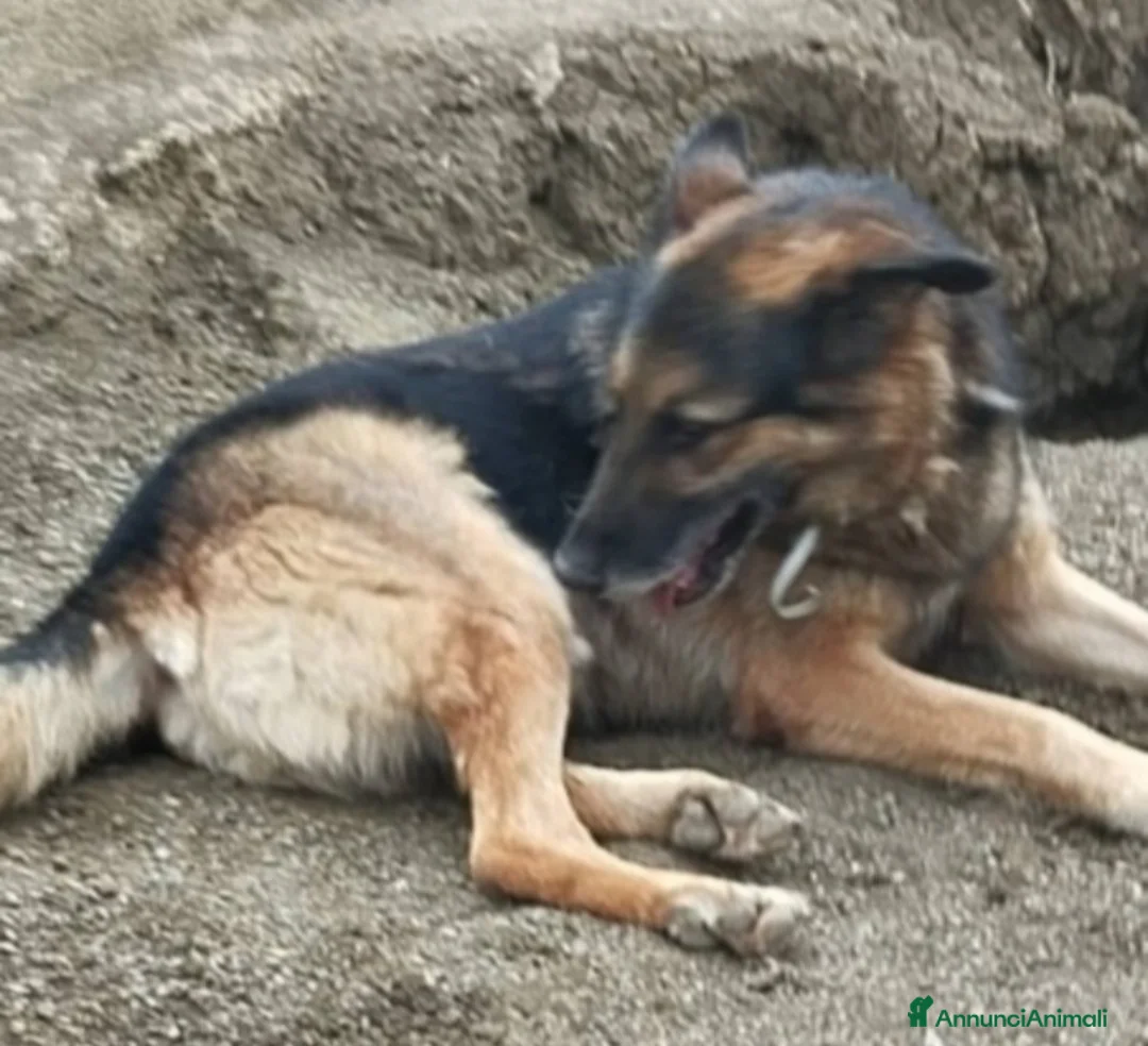 Pastore Tedesco cani in regalo: Pastore Tedesco adulto TUTTI AVVELENATI TRANNE LUI a Città metropolitana di Milano - Annuncio 1