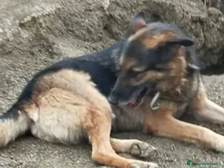 Pastore Tedesco cani Pastore Tedesco adulto TUTTI AVVELENATI TRANNE LUI a Città metropolitana di Milano - Annuncio 16