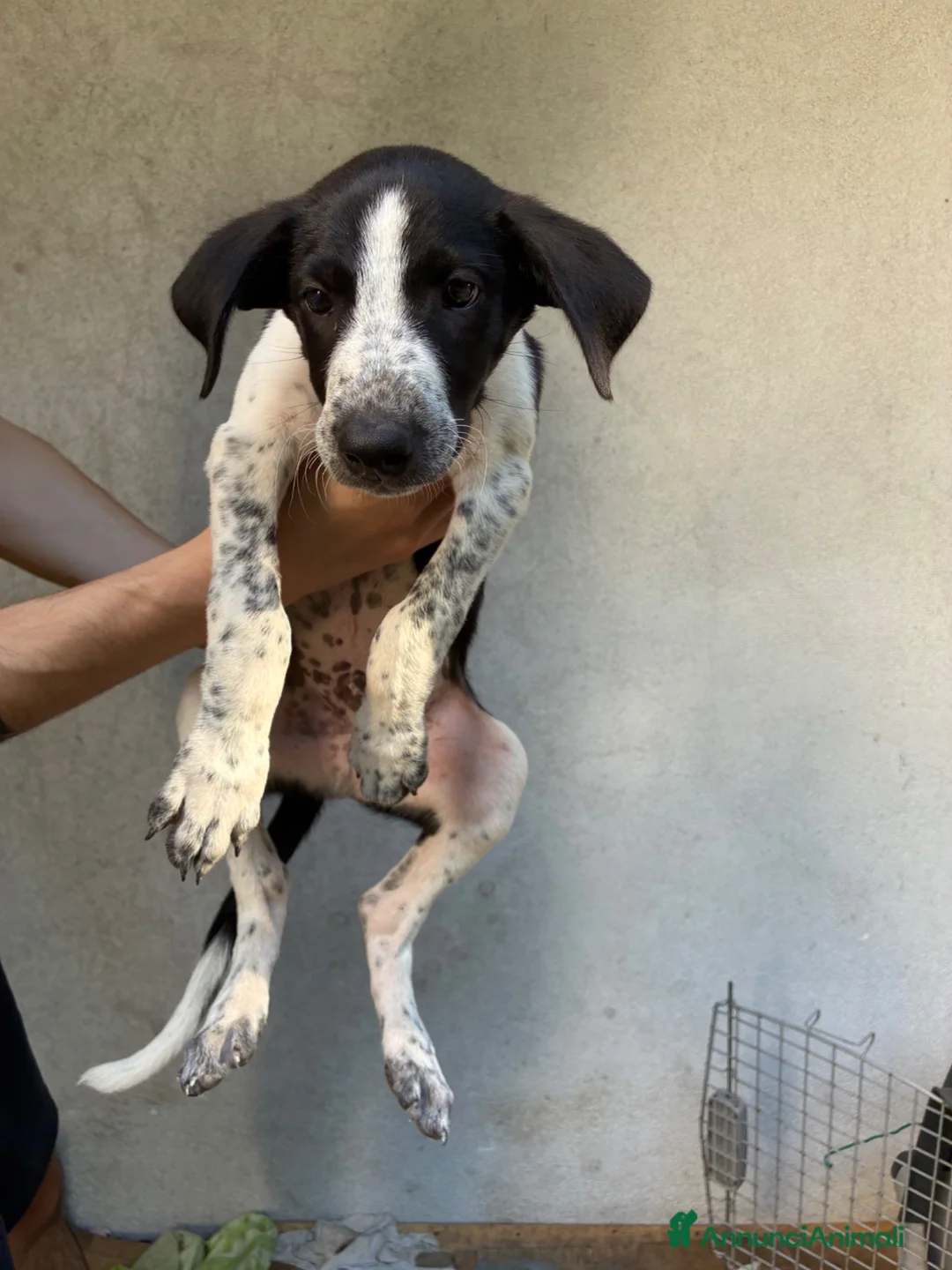 Meticcio cani in vendita: Lurcher  a Provincia di Treviso - Annuncio 2