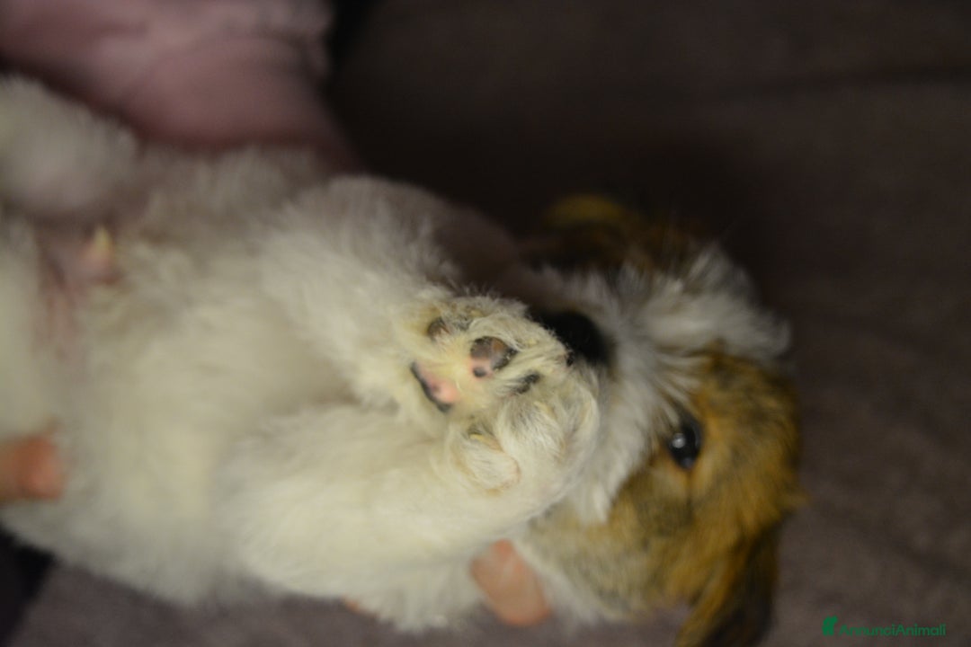 Jack Russell cani in vendita: ultimi cuccioli Jack russell terrier a pelo duro - Annuncio 3