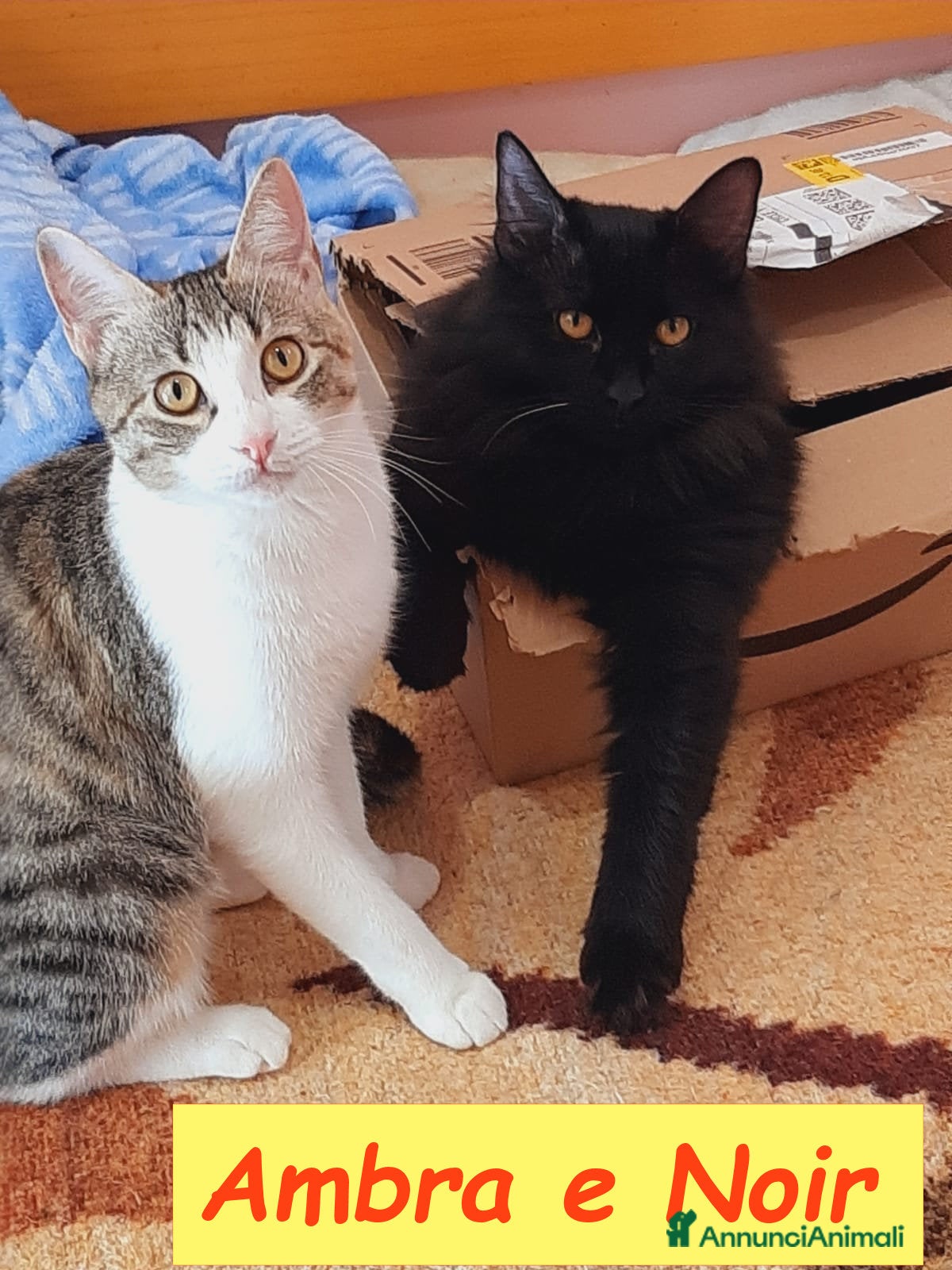 Europeo gatti AMBRA E NOIR - Annuncio 3