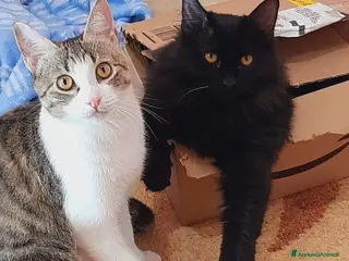 Europeo gatti AMBRA E NOIR - Annuncio 3