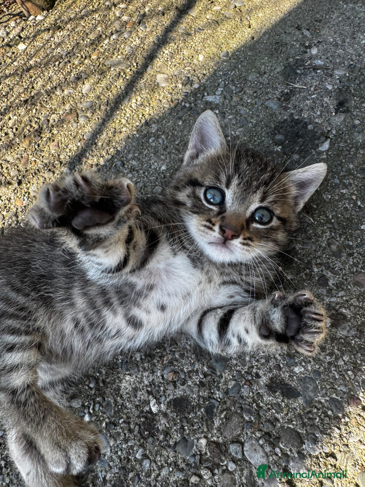 Europeo gatti Gattino - Annuncio 3