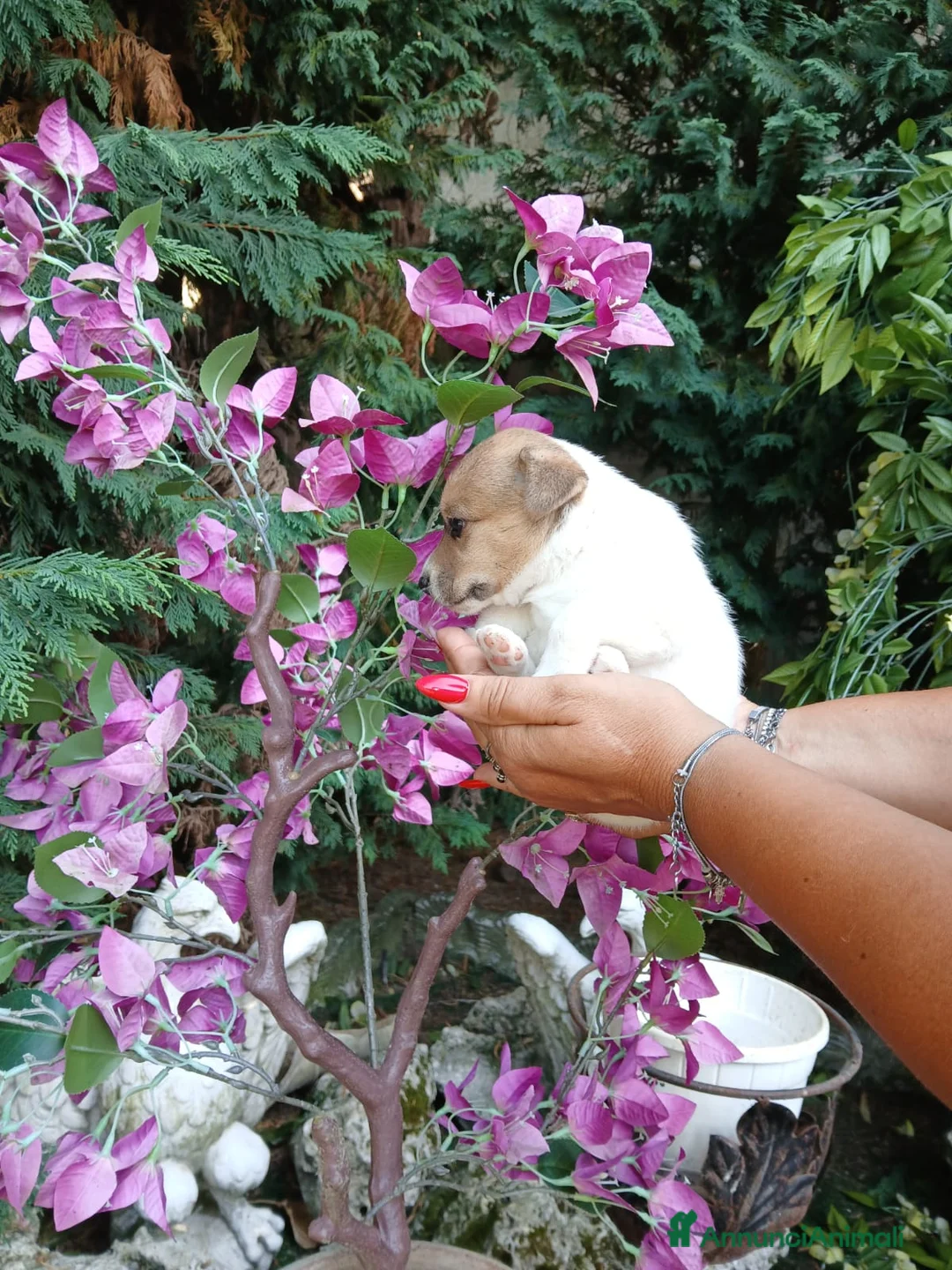 Jack Russell cani in vendita: Cuccioli di Jack russel terrier  - Annuncio 1