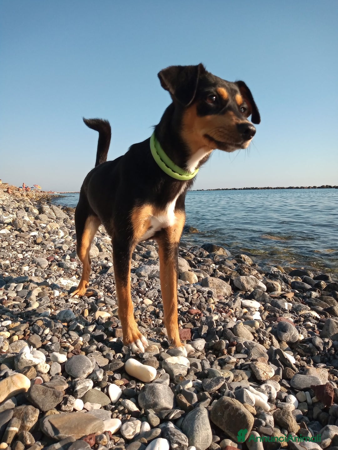 Meticcio cani per accoppiamento: Laika cerca fidanzatino a Provincia di Parma - Immagine 5