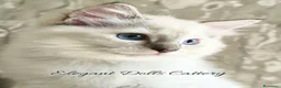 Ragdoll gatti in vendita: Cucciola Ragdoll disponibile a Roma - Annuncio 2