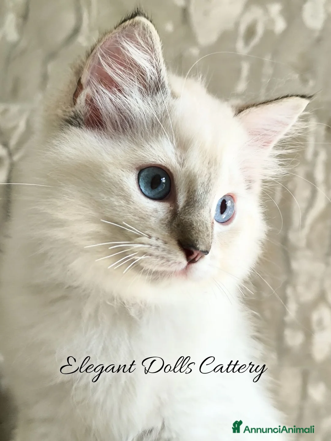 Ragdoll gatti in vendita: Cucciola Ragdoll disponibile a Roma - Annuncio 2