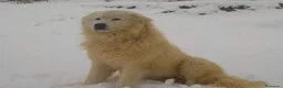 Pastore Abbruzzese Maremmano cani in vendita: Cuccioli di pastore Abruzzese Maremmano  - Annuncio 4