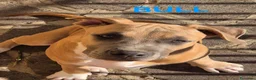 American Staffordshire cani in vendita: Ultimo maschietto disponibile   Thor - Annuncio 2