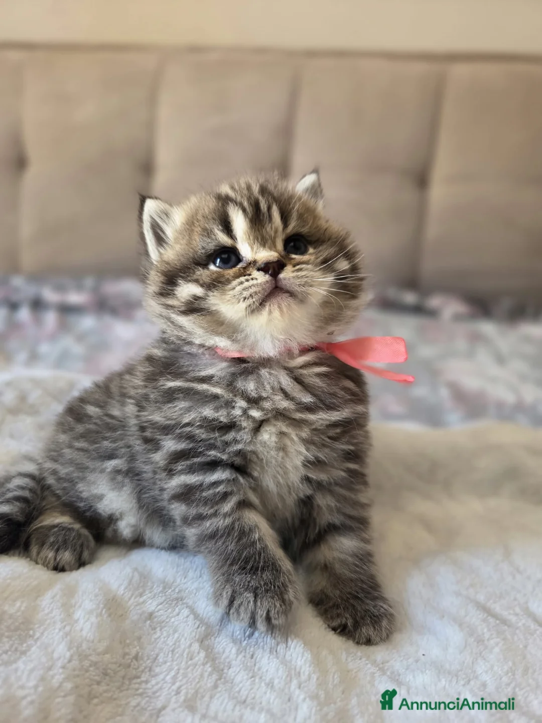 Scottish gatti in vendita: Cuccioli Scottish Straight - Annuncio 2