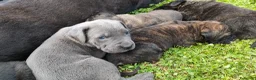 Cane Corso cani in vendita: Splendidi cuccioli di Cane Corso  a Provincia di Padova - Annuncio 1
