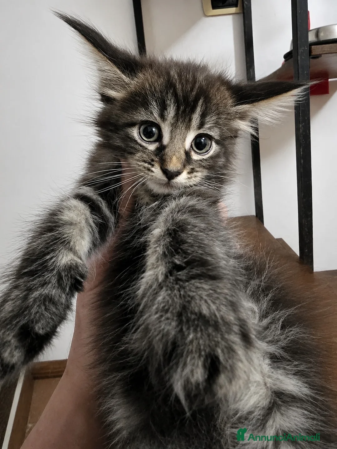 Maine Coon gatti in vendita: Splendidi cuccioli di maine coon, vari manti - Annuncio 10