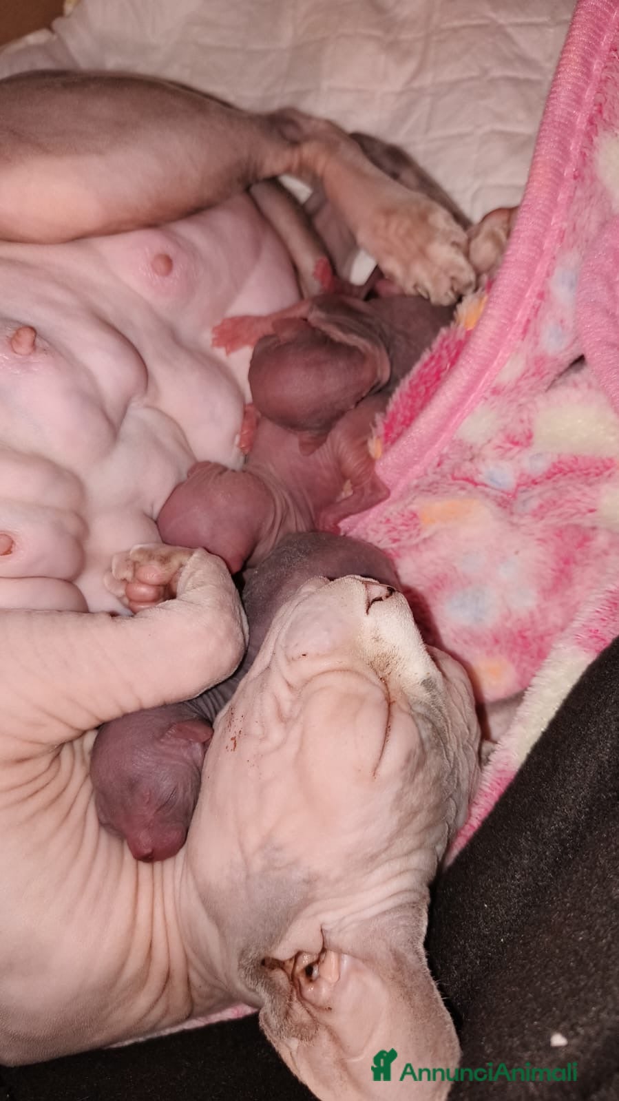 Sphynx gatti Sphynx con pedigree  - Annuncio 1