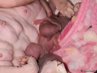 Sphynx gatti Sphynx con pedigree - Annuncio 1