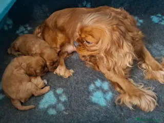 Cavalier King cani Cuccioli di Cavalier king ruby - Annuncio 1