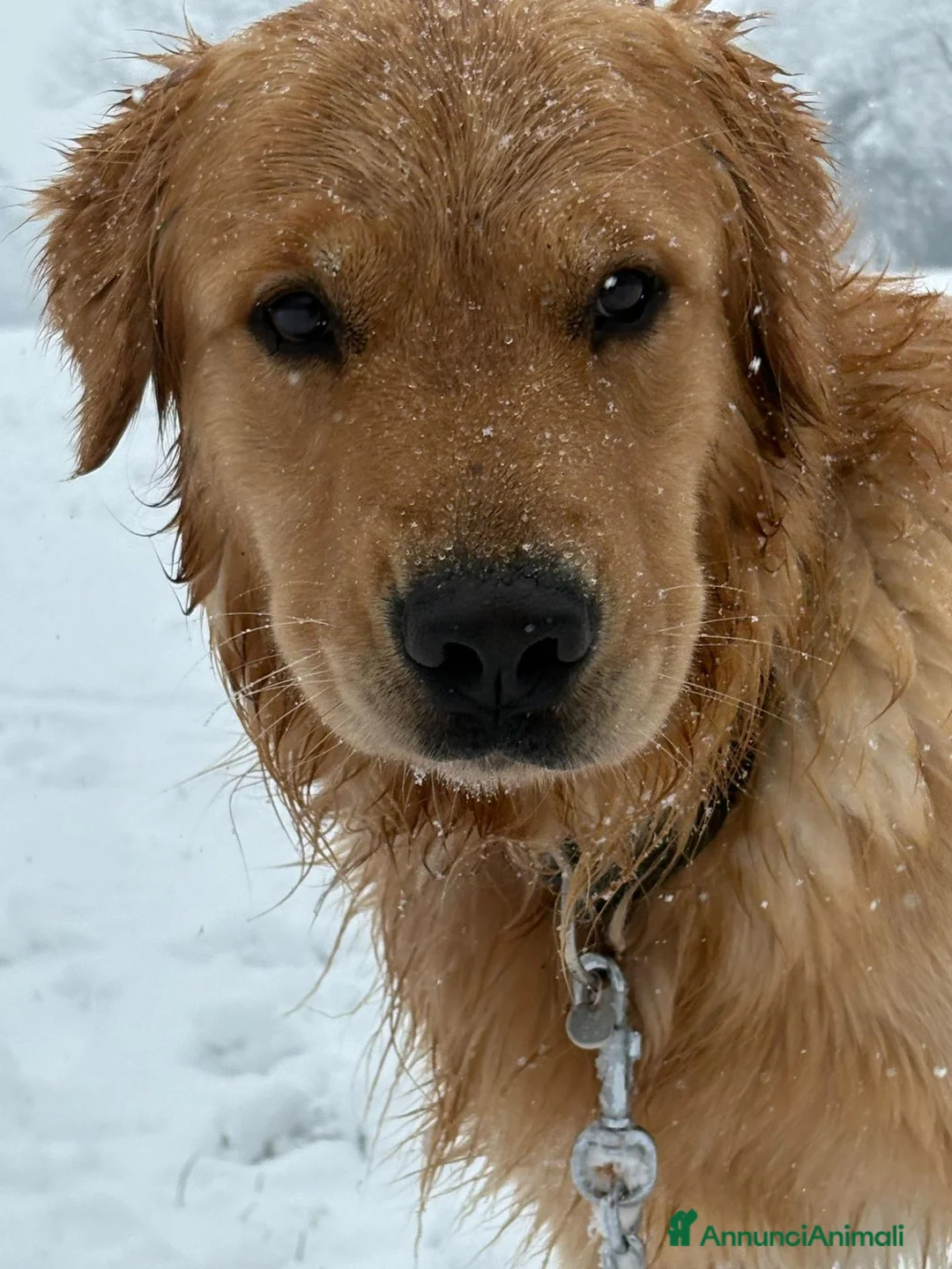 Golden Retriever cani per accoppiamento: Golden Retriever 2 anni disponibile per monta a Città Metropolitana di Bologna - Annuncio 2