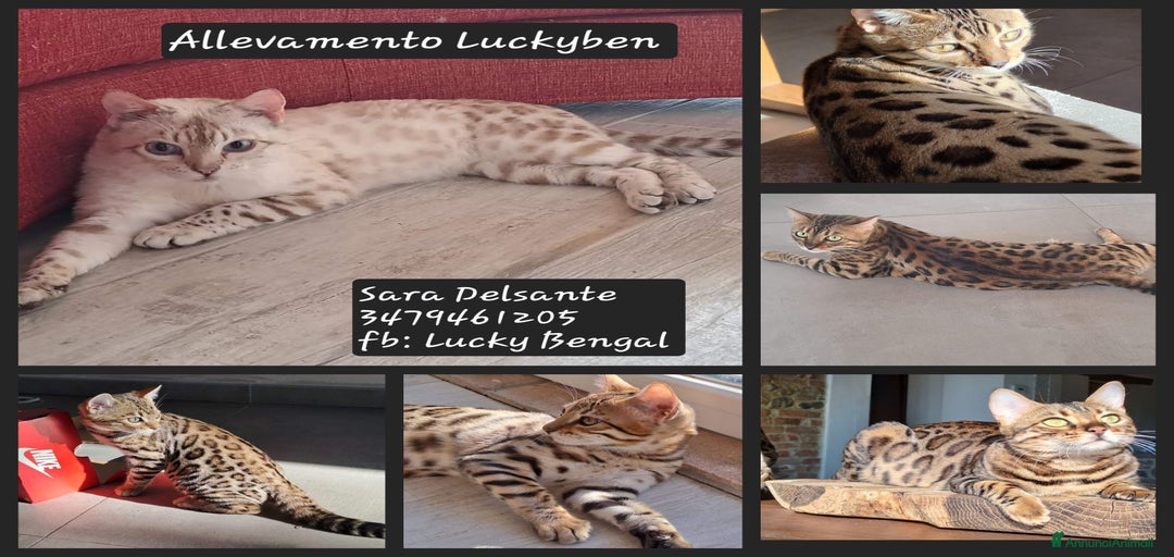 Immagine della galleria {{count}}