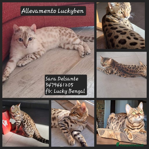 Immagine della galleria {{count}}