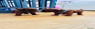 Barboncino Toy 2