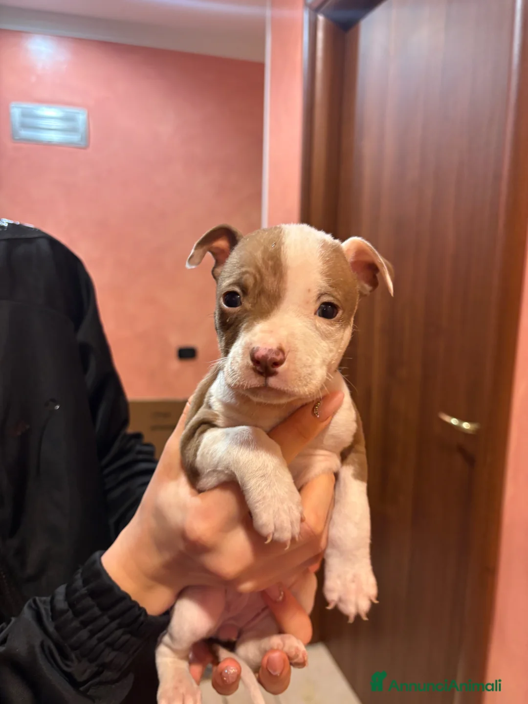 Pitbull cani in vendita: cuccioli pitbull  a Città metropolitana di Roma Capitale - Annuncio 7
