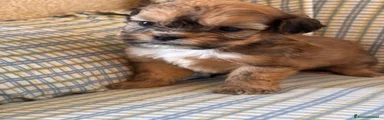 Shihpoo 2
