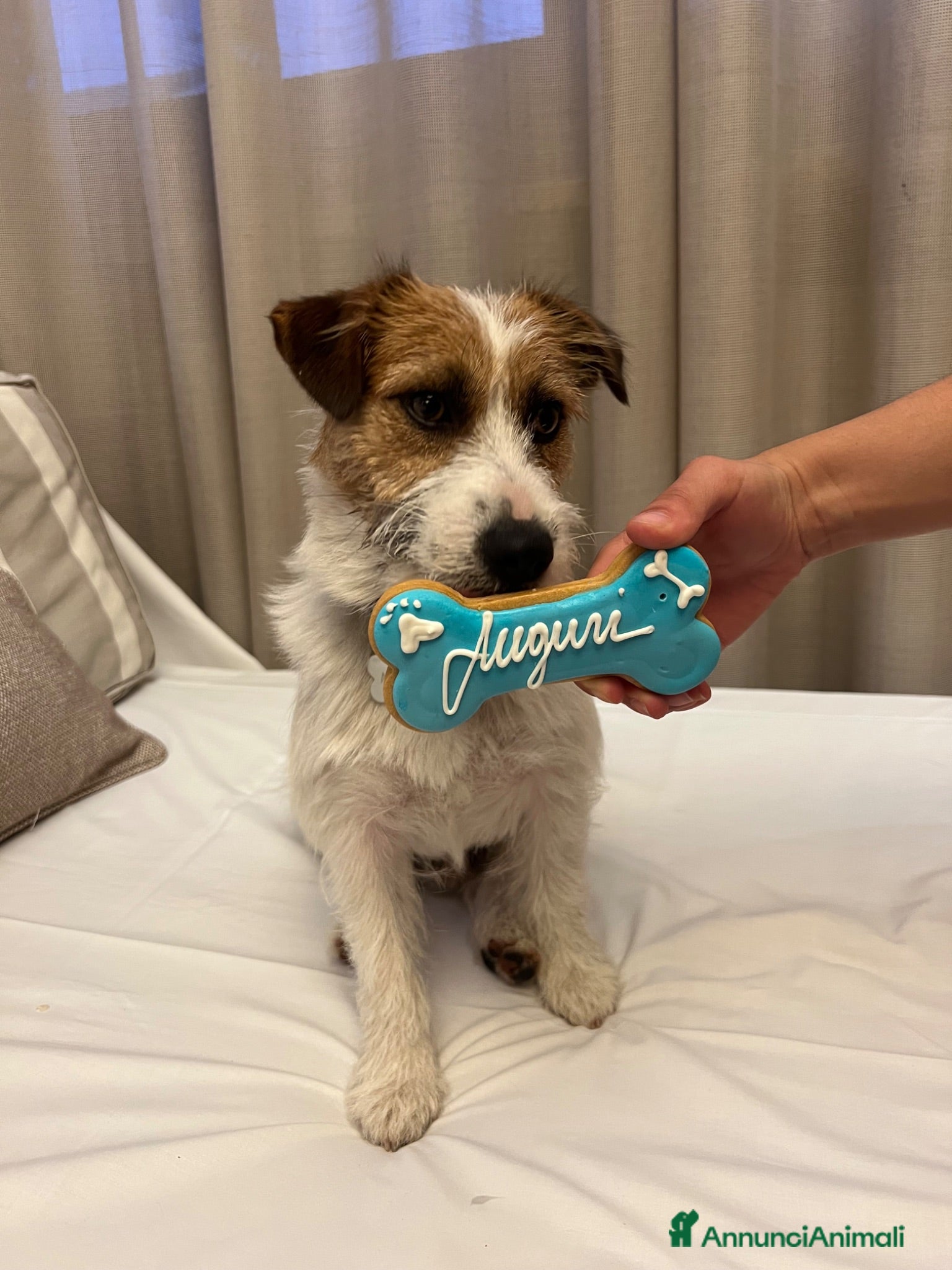 Jack Russell cani Achille cerca compagna - Annuncio 1