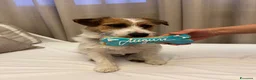 Jack Russell cani per accoppiamento: Achille cerca compagna - Annuncio 1