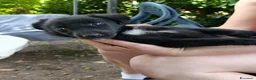 Meticcio cani in regalo: MARA cerca coccole! Cucciola TG PICCOLA. - Annuncio 4
