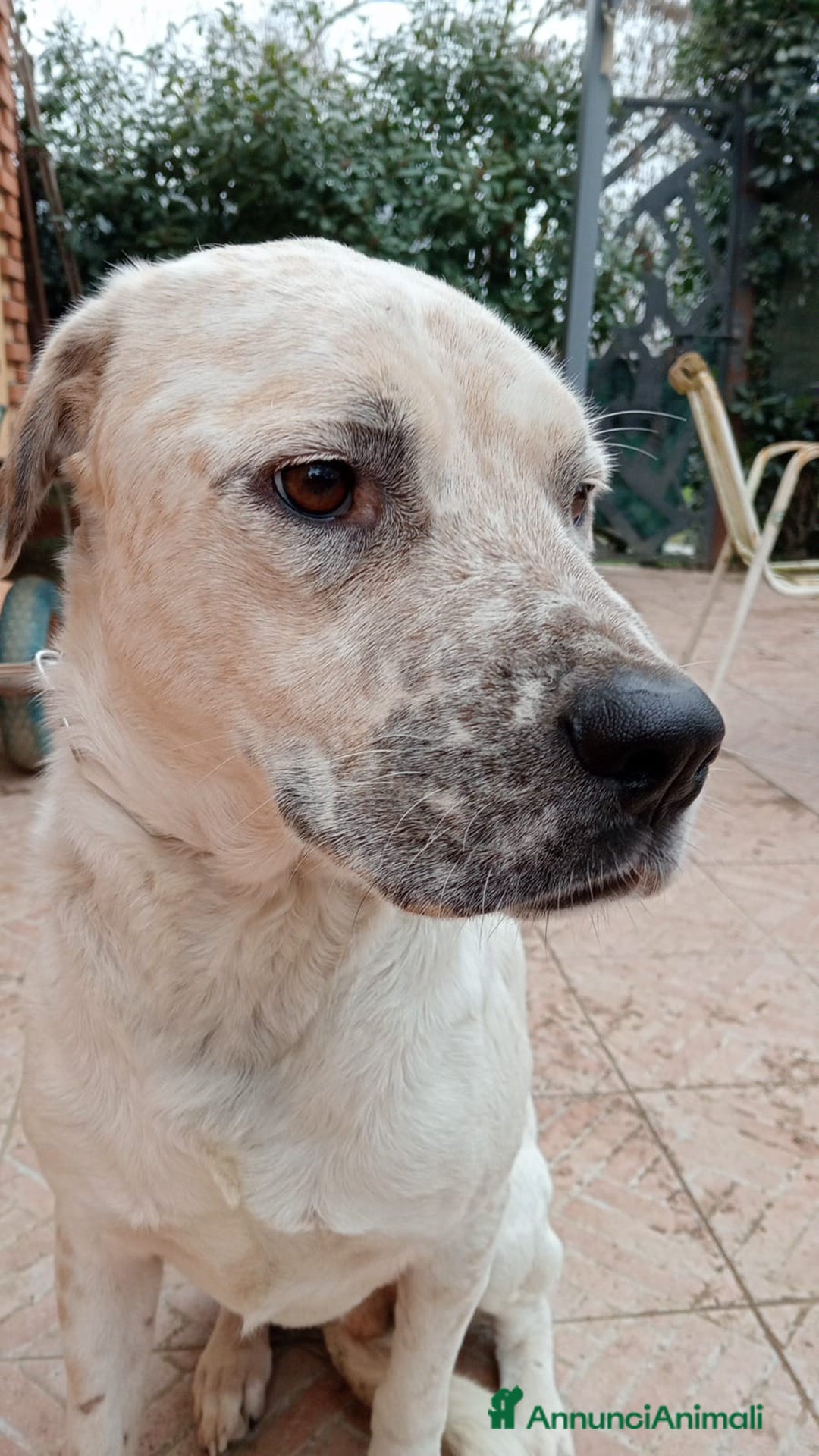 Meticcio cani in regalo: AIUTIAMO BENNY - Annuncio 6