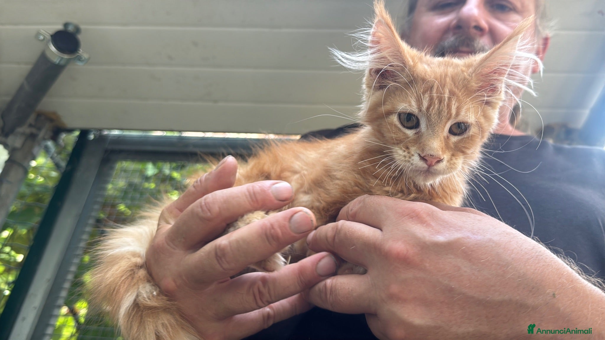 Maine Coon gatti Maine coon maschio manto rosso - Annuncio 4