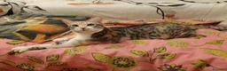 Meticcio gatti in regalo: IRIDELLA, gattina per adozione del cuore. - Annuncio 4