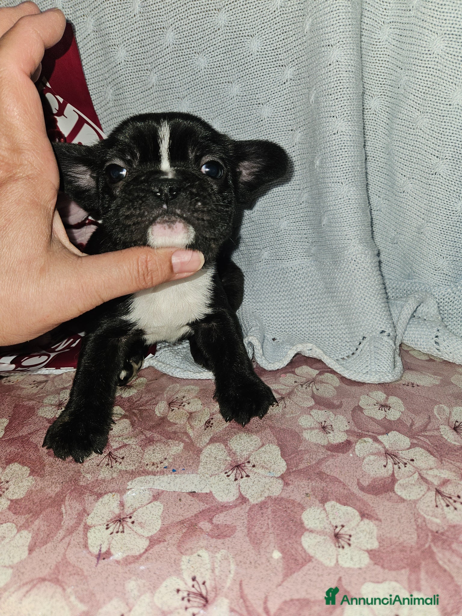 Bulldog Francese cani Bulldog francese nero  - Annuncio 1