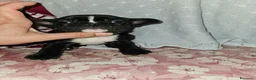 Bulldog Francese cani in vendita: Bulldog francese nero  - Annuncio 1