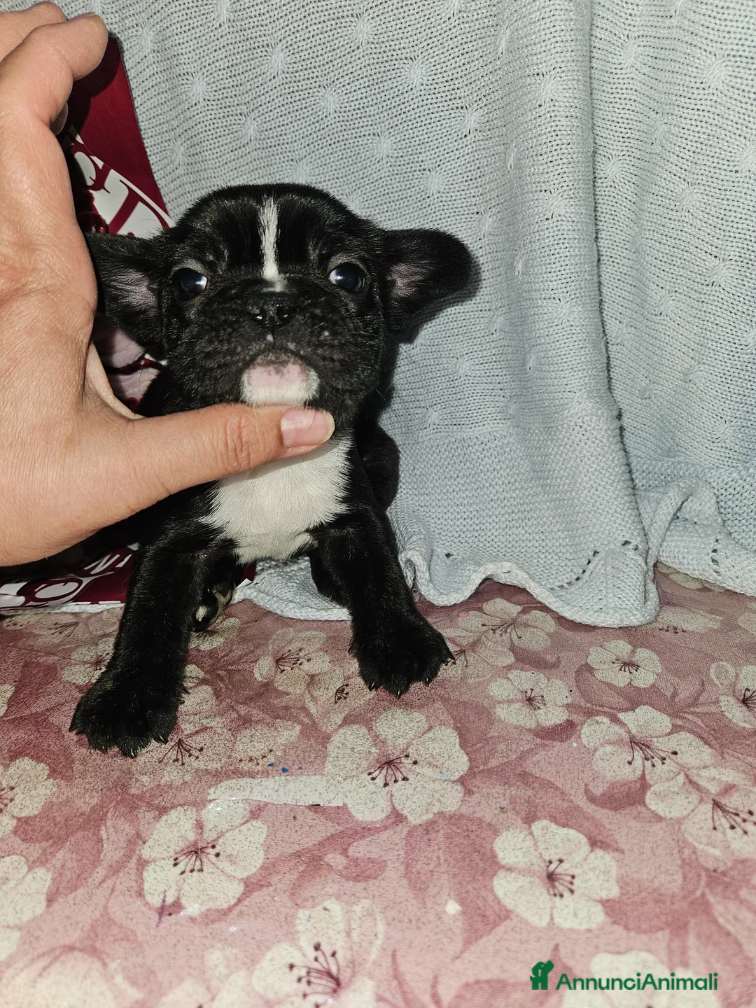 Bulldog Francese cani in vendita: Bulldog francese nero  - Annuncio 1