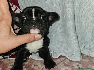 Bulldog Francese cani Bulldog francese nero - Annuncio 1