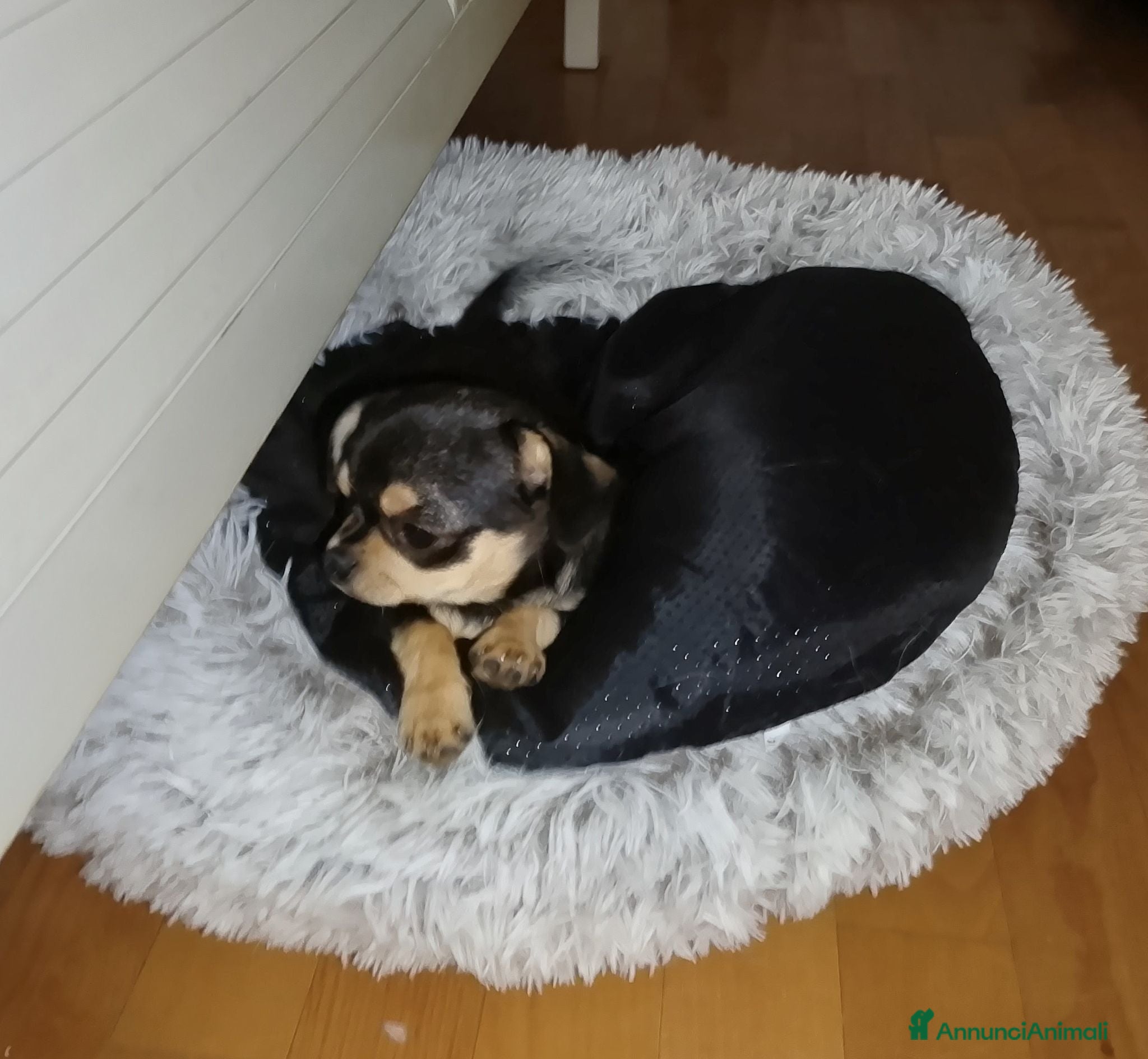 Chihuahua cani Chihuahua pedigree ENCI  - Annuncio 4