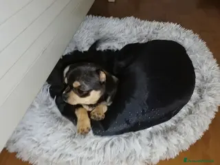 Chihuahua cani Chihuahua pedigree ENCI - Annuncio 4