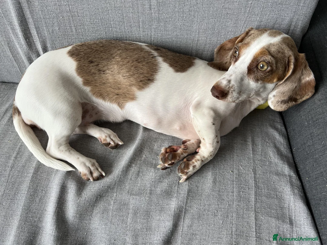 Bassotto cani per accoppiamento: Si ricerca bassotto maschio per monta. - Annuncio 14